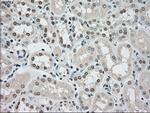 SSB Antibody in Immunohistochemistry (Paraffin) (IHC (P))