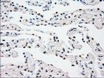 SSB Antibody in Immunohistochemistry (Paraffin) (IHC (P))