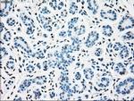 SSB Antibody in Immunohistochemistry (Paraffin) (IHC (P))