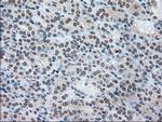 SSB Antibody in Immunohistochemistry (Paraffin) (IHC (P))