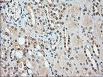 SSB Antibody in Immunohistochemistry (Paraffin) (IHC (P))