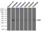 SSB Antibody in Immunoprecipitation (IP)