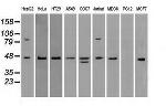 SSB Antibody in Western Blot (WB)