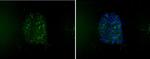 SSEA1 Antibody in Immunocytochemistry (ICC/IF)