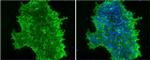 SSEA4 Antibody in Immunocytochemistry (ICC/IF)