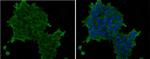 SSEA4 Antibody in Immunocytochemistry (ICC/IF)