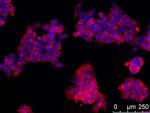 SSEA1 Antibody in Immunocytochemistry (ICC/IF)