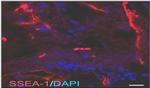 SSEA1 Antibody in Immunohistochemistry (Frozen) (IHC (F))