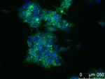 SSEA1 Antibody in Immunocytochemistry (ICC/IF)