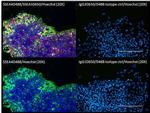 SSEA4 Antibody in Immunocytochemistry (ICC/IF)