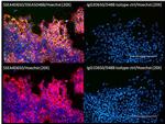 SSEA4 Antibody in Immunocytochemistry (ICC/IF)