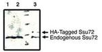 SSU72 Antibody in Western Blot (WB)