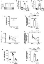 IL-33R (ST2) Antibody in Western Blot (WB)