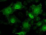 STAT1 Antibody in Immunocytochemistry (ICC/IF)