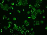 STAT1 Antibody in Immunocytochemistry (ICC/IF)