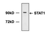 STAT1 Antibody in Western Blot (WB)