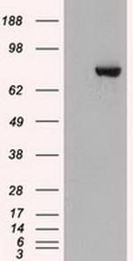 STAT3 Antibody in Western Blot (WB)