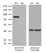 STAT3 Antibody in Western Blot (WB)