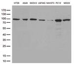 STAT3 Antibody in Western Blot (WB)