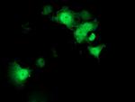 STAT4 Antibody in Immunocytochemistry (ICC/IF)