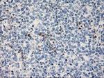 STAT4 Antibody in Immunohistochemistry (Paraffin) (IHC (P))