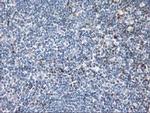 STAT4 Antibody in Immunohistochemistry (Paraffin) (IHC (P))