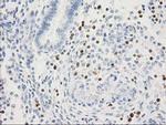 STAT4 Antibody in Immunohistochemistry (Paraffin) (IHC (P))