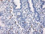 STAT4 Antibody in Immunohistochemistry (Paraffin) (IHC (P))