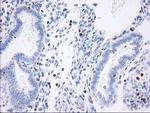 STAT4 Antibody in Immunohistochemistry (Paraffin) (IHC (P))