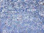 STAT4 Antibody in Immunohistochemistry (Paraffin) (IHC (P))