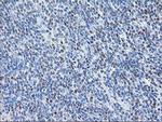 STAT4 Antibody in Immunohistochemistry (Paraffin) (IHC (P))