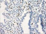 STAT4 Antibody in Immunohistochemistry (Paraffin) (IHC (P))