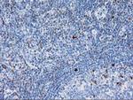 STAT4 Antibody in Immunohistochemistry (Paraffin) (IHC (P))