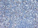 STAT4 Antibody in Immunohistochemistry (Paraffin) (IHC (P))