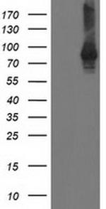 STAT4 Antibody in Western Blot (WB)