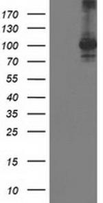 STAT4 Antibody in Western Blot (WB)