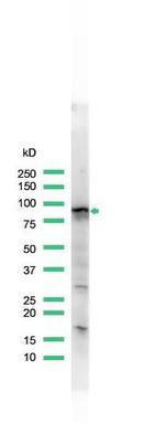 STAT5 alpha Antibody in Western Blot (WB)