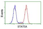 STAT5A Antibody in Flow Cytometry (Flow)