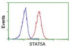 STAT5A Antibody in Flow Cytometry (Flow)