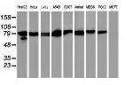 STAT5A Antibody in Western Blot (WB)