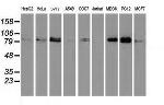 STAT5A Antibody in Western Blot (WB)