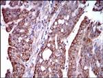 STAT5 alpha Antibody in Immunohistochemistry (Paraffin) (IHC (P))