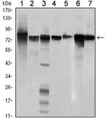 STAT5 beta Antibody in Western Blot (WB)