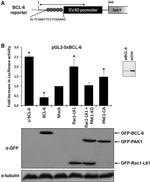 STAT5 alpha Antibody in Western Blot (WB)