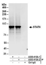 STAT6 Antibody in Western Blot (WB)