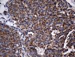 STBD1 Antibody in Immunohistochemistry (Paraffin) (IHC (P))