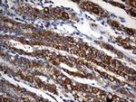 STBD1 Antibody in Immunohistochemistry (Paraffin) (IHC (P))