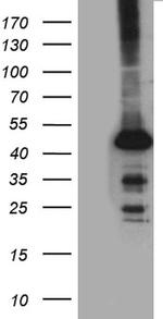 STBD1 Antibody in Western Blot (WB)