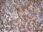 STK11 Antibody in Immunohistochemistry (Paraffin) (IHC (P))