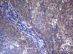 STK11 Antibody in Immunohistochemistry (Paraffin) (IHC (P))